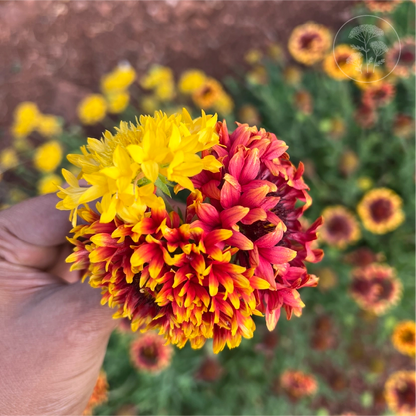 Double Sunset Gaillardia