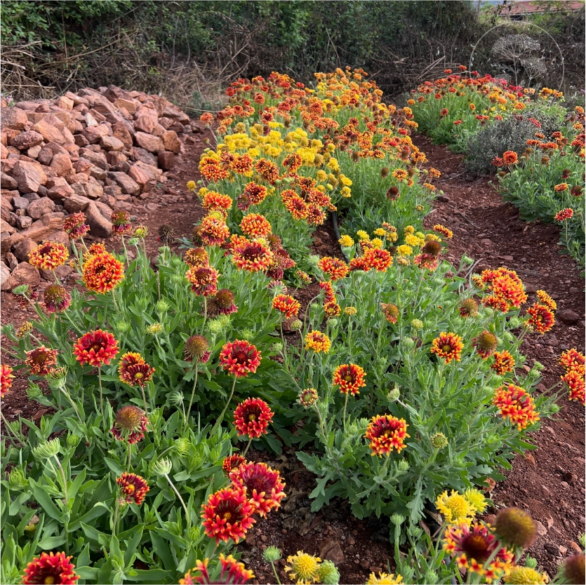 Double Sunset Gaillardia