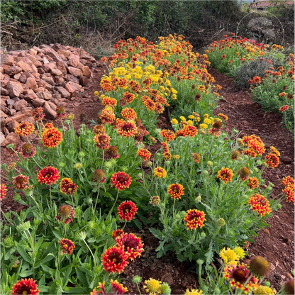 Double Sunset Gaillardia