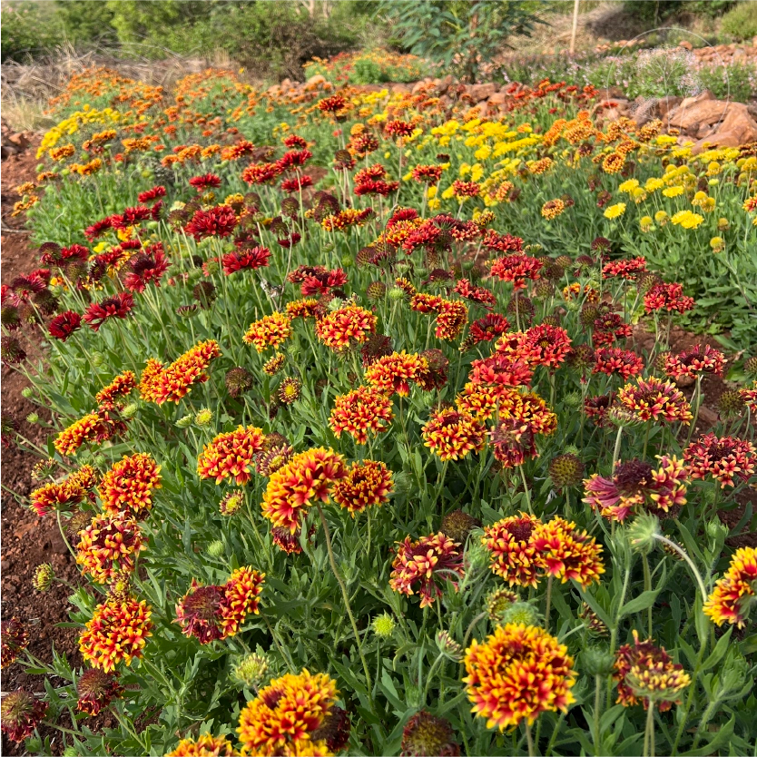 Double Sunset Gaillardia