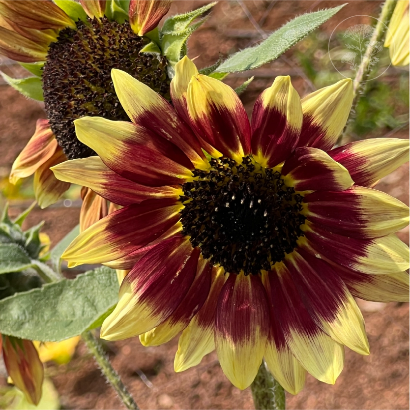 Florenza Sunflower