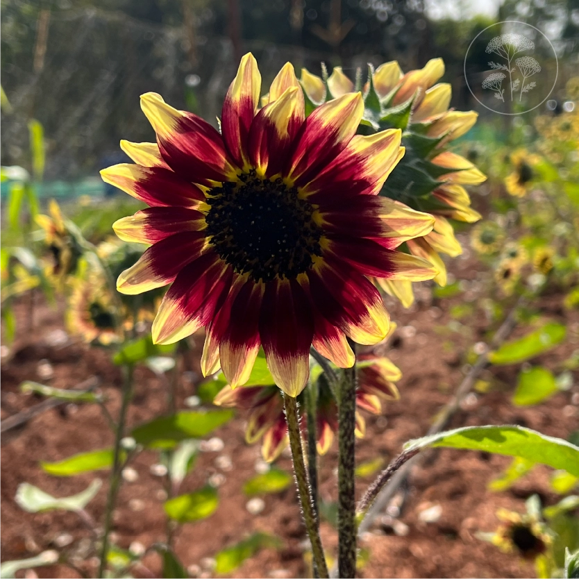 Florenza Sunflower