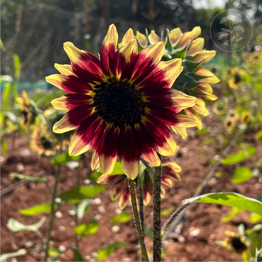 Florenza Sunflower