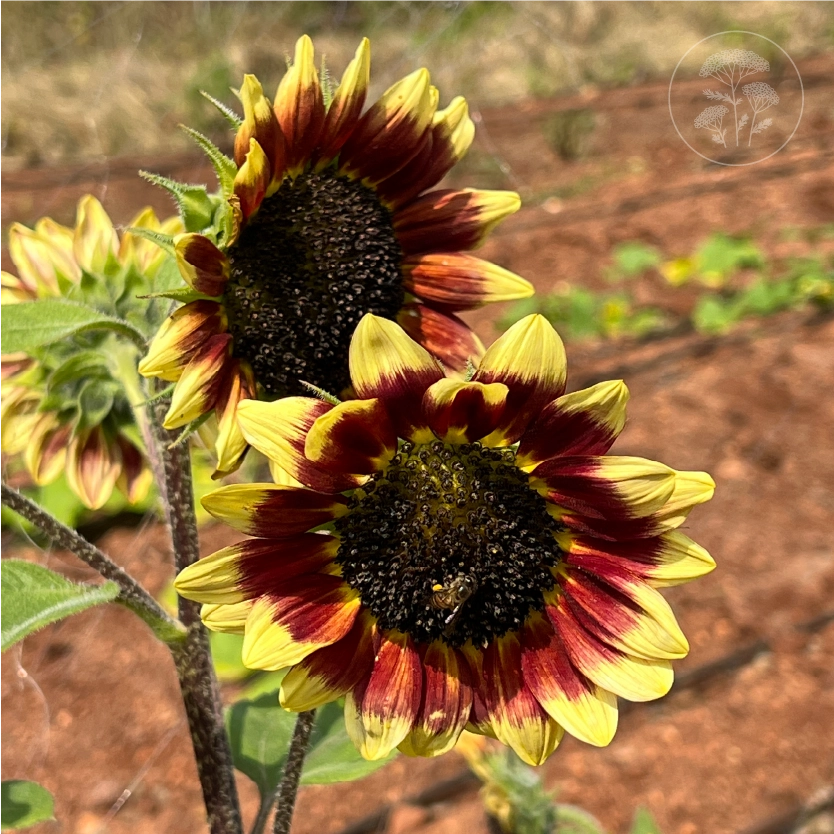 Florenza Sunflower
