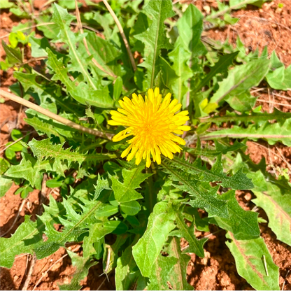 French Dandelion
