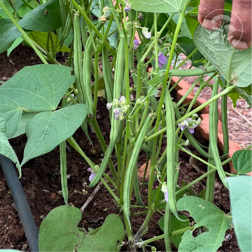 French Green Bush Bean