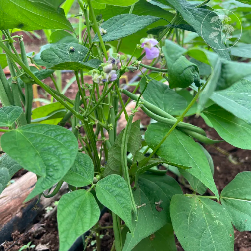 French Green Bush Bean