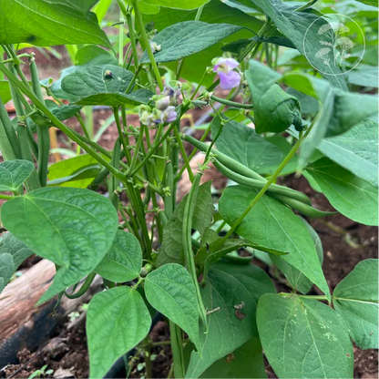 French Green Bush Bean