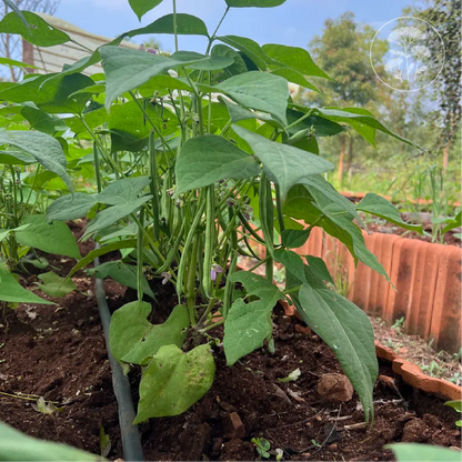 French Green Bush Bean