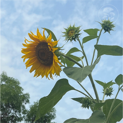 Giant African Sunflower