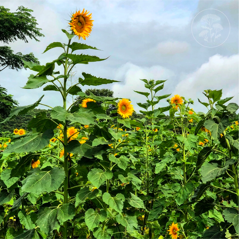 Giant African Sunflower