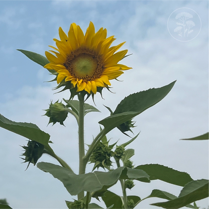 Giant African Sunflower