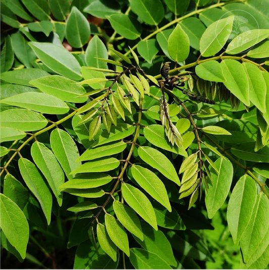 Gliricedia Sepium - Tree