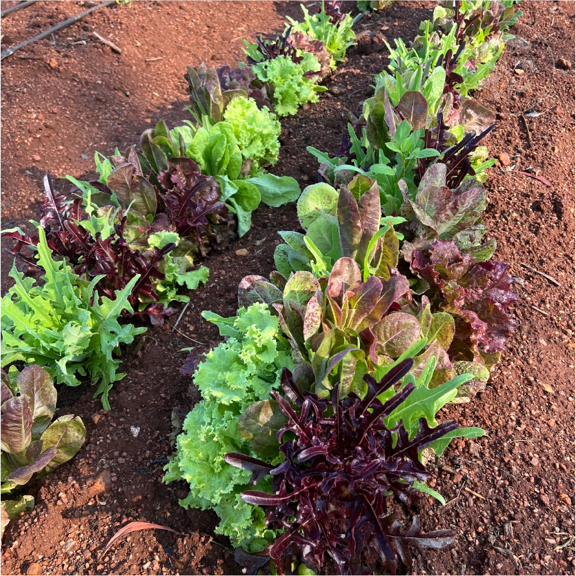Gourmet Leaf Lettuce Mix