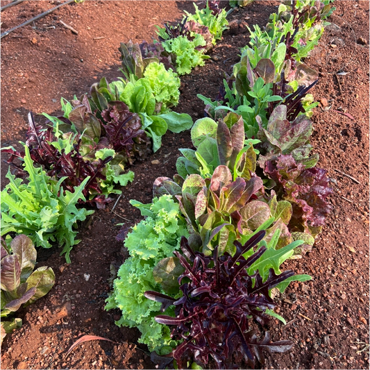 Gourmet Leaf Lettuce Mix