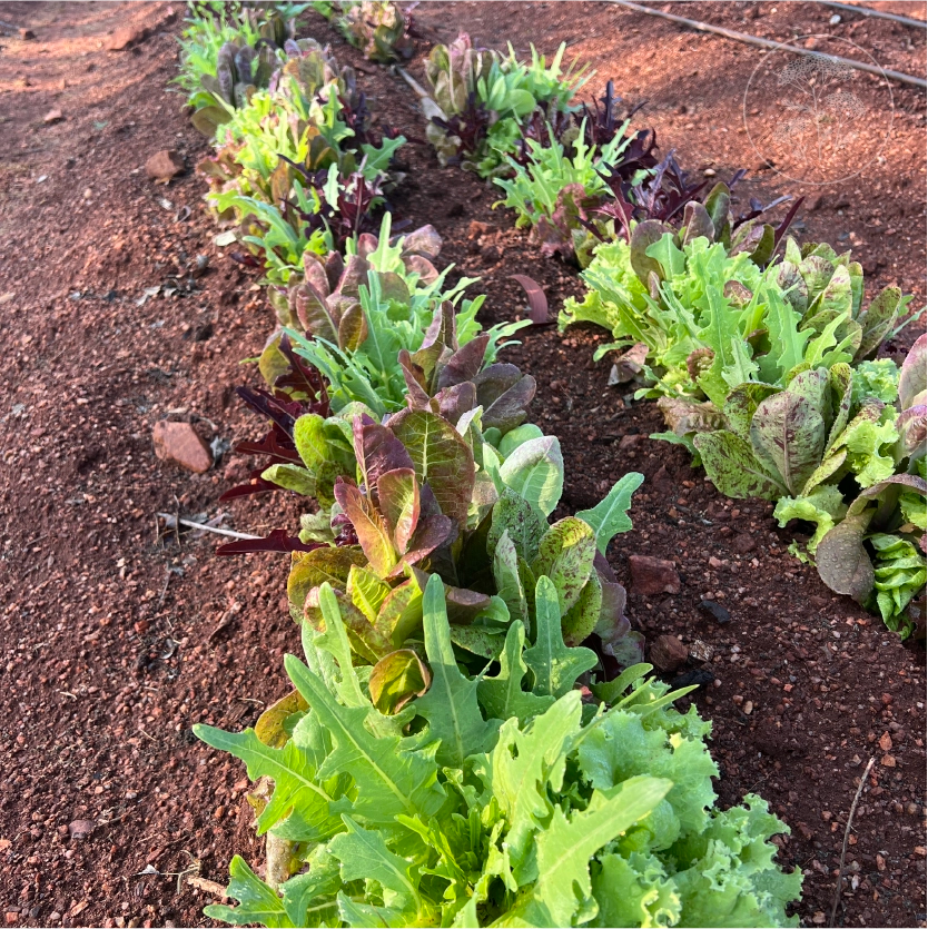 Gourmet Leaf Lettuce Mix