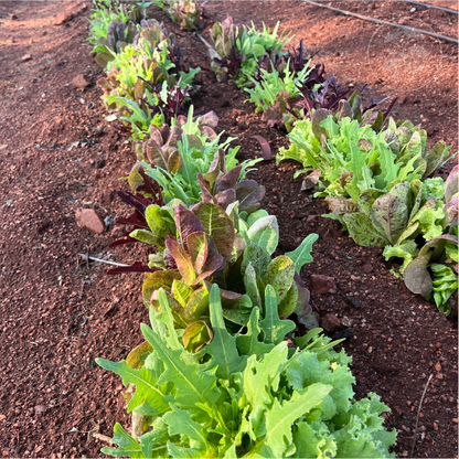 Gourmet Leaf Lettuce Mix
