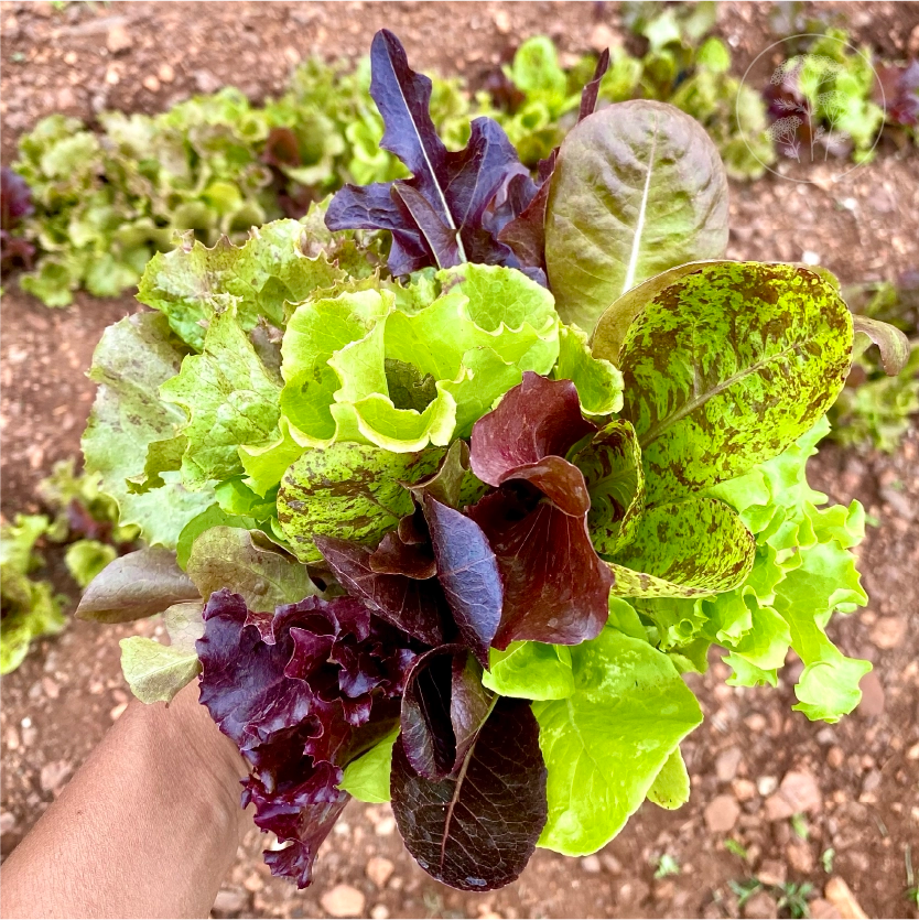 Gourmet Leaf Lettuce Mix