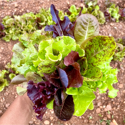 Gourmet Leaf Lettuce Mix