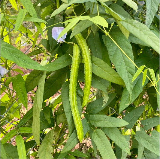 Extra Long Green Winged Pole Bean