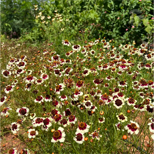 Incredible Swirl Coreopsis