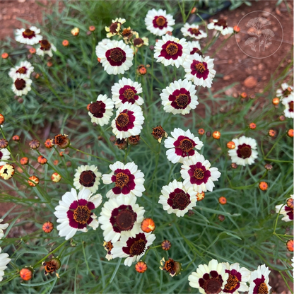 Incredible Swirl Coreopsis