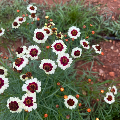 Incredible Swirl Coreopsis