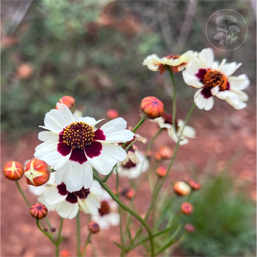 Incredible Swirl Coreopsis