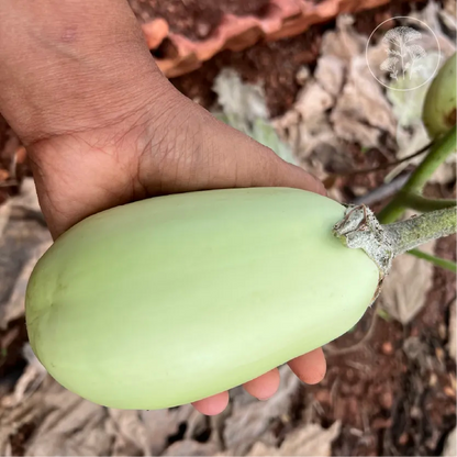 Jade Green Eggplant