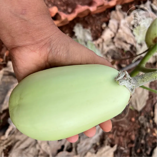 Jade Green Eggplant