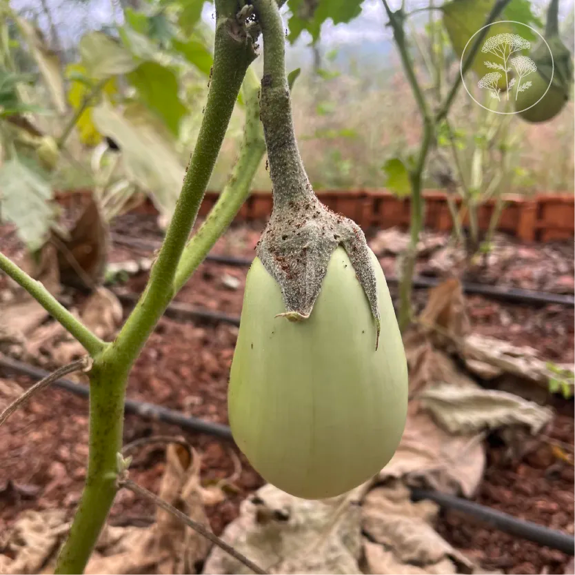 Jade Green Eggplant
