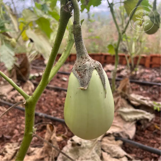 Jade Green Eggplant
