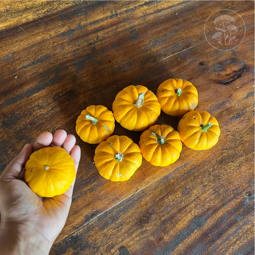 Jill Be Little Pumpkin
