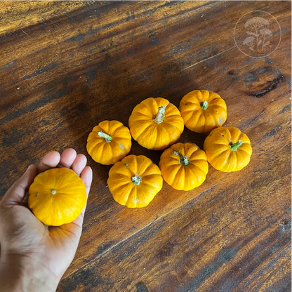 Jill Be Little Pumpkin