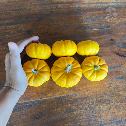 Jill Be Little Pumpkin