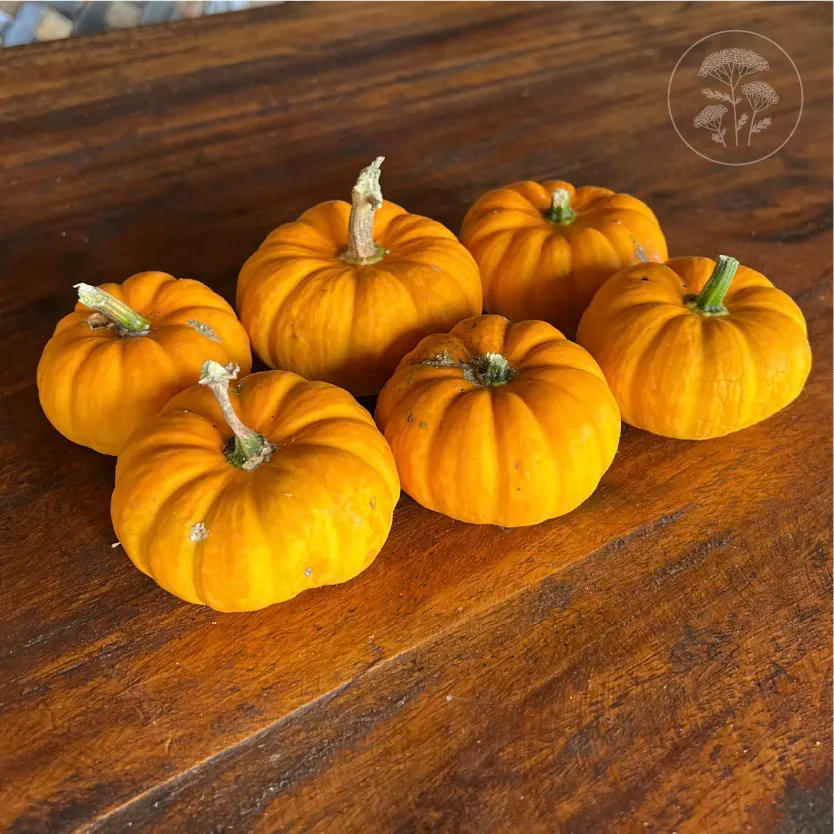 Jill Be Little Pumpkin