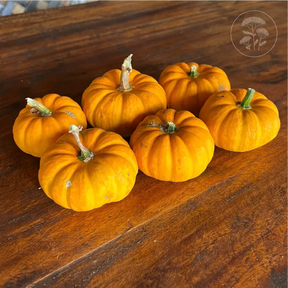 Jill Be Little Pumpkin