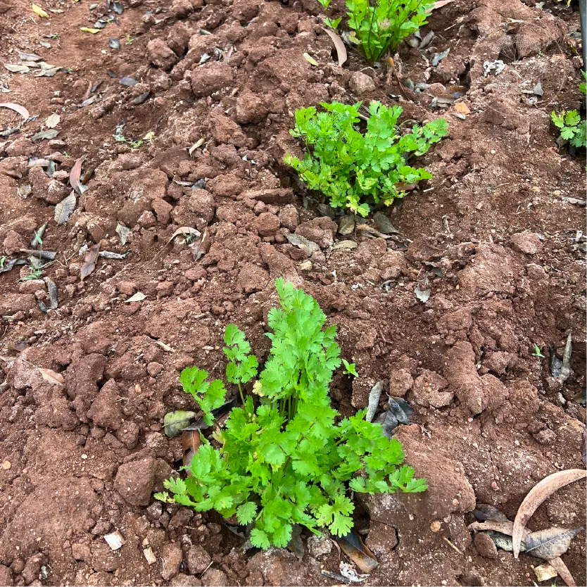 Lemon Dwarf Coriander