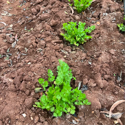 Lemon Dwarf Coriander