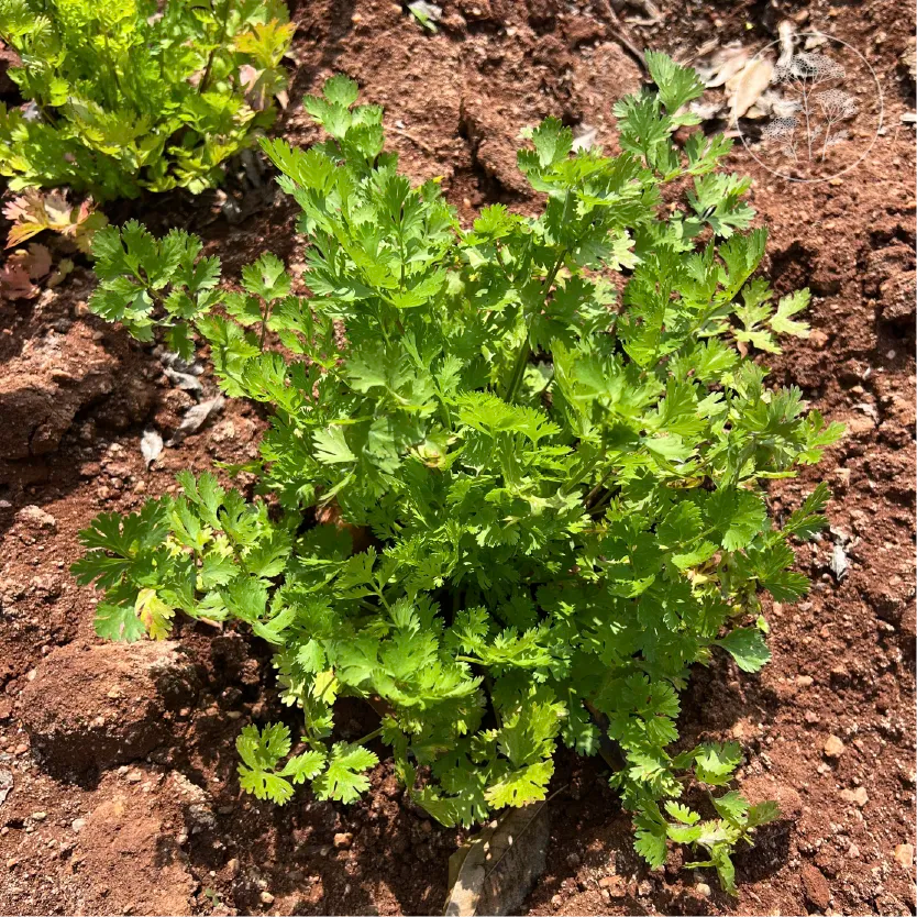 Lemon Dwarf Coriander