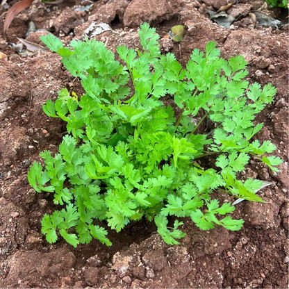 Lemon Dwarf Coriander