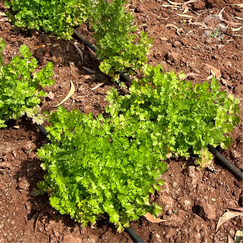 Lemon Dwarf Coriander