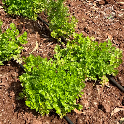 Lemon Dwarf Coriander