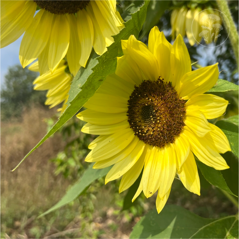 Lemon Queen Sunflower