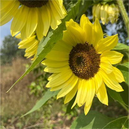 Lemon Queen Sunflower