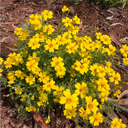 Lemon Gem Signet Marigold