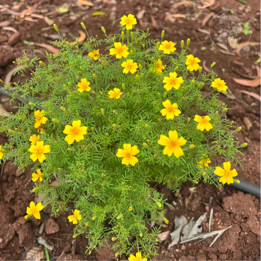 Lemon Gem Signet Marigold