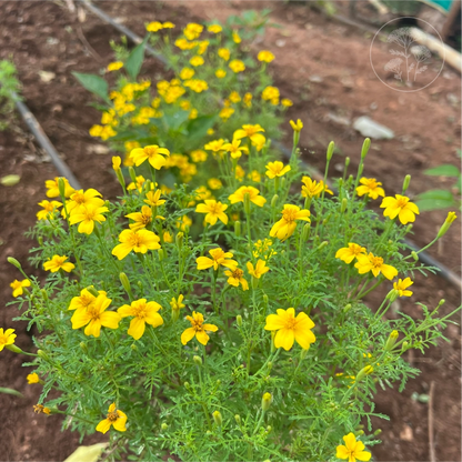 Lemon Gem Signet Marigold