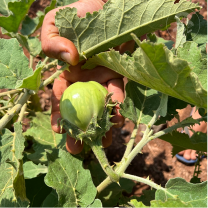 Mattu Gulla Brinjal