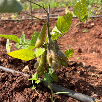 Midori Giant Soybean